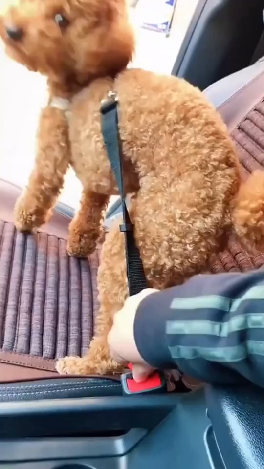 Pet Car Seat Belt - In Use