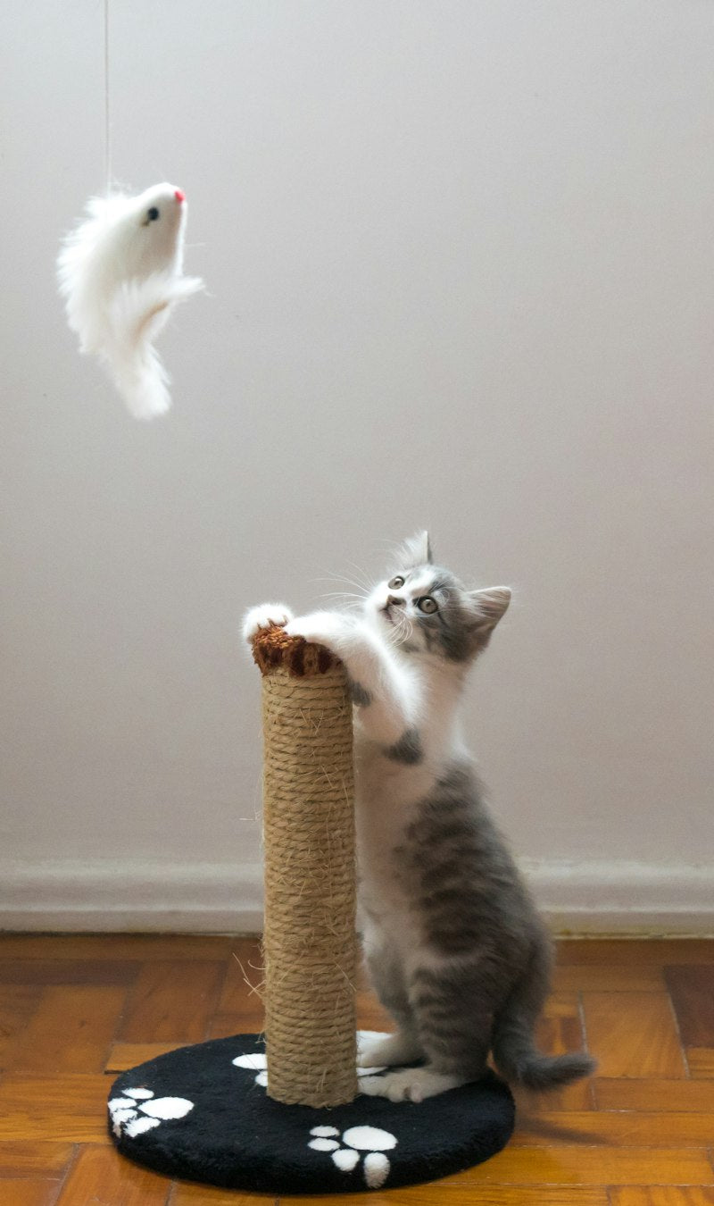 Self-cleaning automatic cat litter box