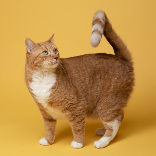 Smart cat water fountain with filter